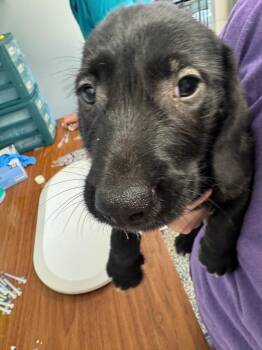 Thor -  Mixed Breed Dog for Adoption in Columbia, Tennessee - Thor | PetCurious