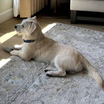 Terrier Dogs Available for Adoption in Idaho Falls, Idaho - Dino | PetCurious