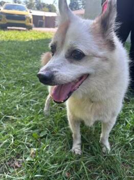 Oakley -  Mixed Breed Dog for Adoption in Hobart, Indiana - Oakley | PetCurious
