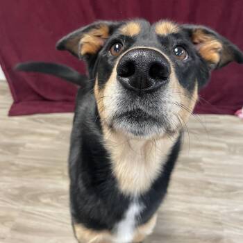 Rescue Shepherd Dogs for Adoption in San Jacinto, California - Lena | PetCurious