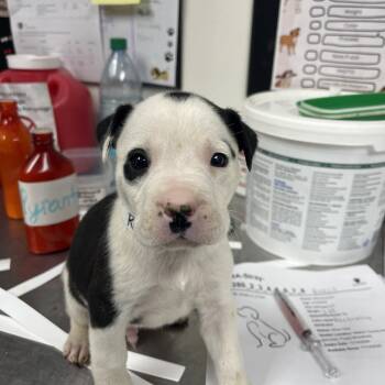 Rescue Labrador Retriever and Pit Bull Terrier Dogs for Adoption in Parrish, Alabama - Rascal | PetCurious