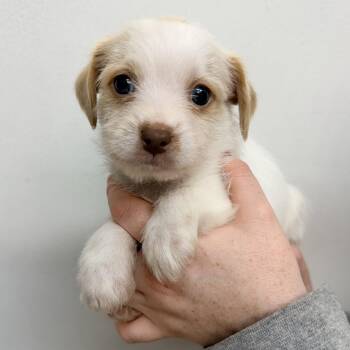 Slowpoke -  Mixed Breed Dog for Adoption in Las Vegas, Nevada - Slowpoke | PetCurious