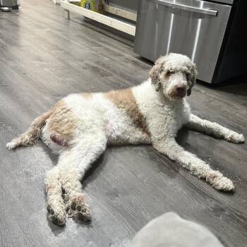 Teddy -  Standard Poodle Dog for Adoption in Chicago, Illinois - Teddy | PetCurious