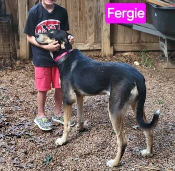 Rescue Great Dane and Mixed Breed Dogs for Adoption in Schertz, Texas - Fergie | PetCurious