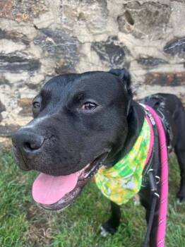 Liberty Knight -  Labrador Retriever and Mixed Breed Dog for Adoption in New York, New York - Liberty Knight | PetCurious