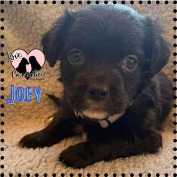 Dachshund Dogs Available for Adoption in Gilbert, Arizona - Joey | PetCurious