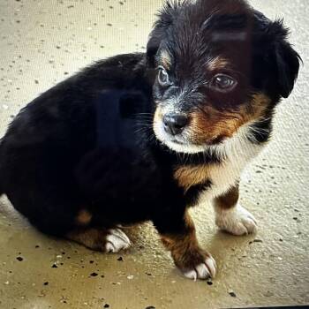 Maverick -  Australian Shepherd and Mixed Breed Dog for Adoption in Evensville, Tennessee - Maverick | PetCurious