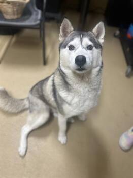 Rescue Siberian Husky Dogs for Adoption in Chula Vista, California - ROCKY | PetCurious