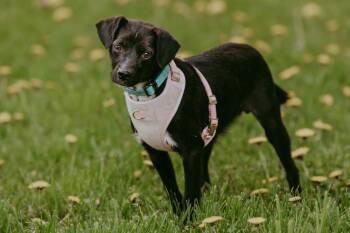 Mixed Breed Dogs Available for Adoption in Waunakee, Wisconsin - Brooke Combe | PetCurious