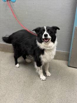 VENUS -  Australian Shepherd Dog for Adoption in Las Vegas, Nevada - VENUS | PetCurious