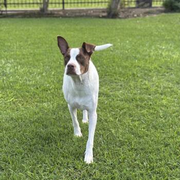 Rescue Labrador Retriever and Jack Russell Terrier Dogs for Adoption in Baytown, Texas - Roscoe | PetCurious