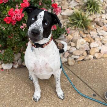 Spooky -  Mixed Breed Dog for Adoption in Chesapeake, Virginia - Spooky | PetCurious