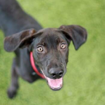 Toby -  Hound and Mixed Breed Dog for Adoption in Atlanta, Georgia - Toby | PetCurious