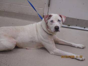 Labrador Retriever Dogs Available for Adoption in Marietta, Georgia - (412) | PetCurious