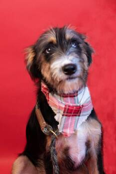 Rusty -  Border Terrier and Terrier Dog for Adoption in Holly Springs, Mississippi - Rusty | PetCurious