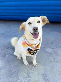 Diamond -  Labrador Retriever Dog for Adoption in Bellingham, Washington - Diamond | PetCurious