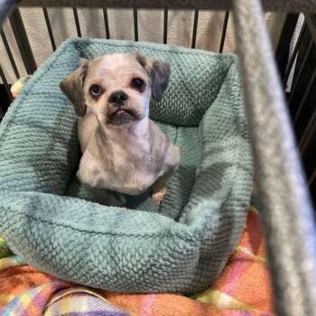 George -  Shih Tzu Dog for Adoption in Lake Havasu City, Arizona - George | PetCurious