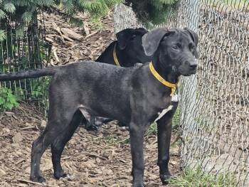 Pugsley -  Black Labrador Retriever and Great Dane Dog for Adoption in Ringwood, New Jersey - Pugsley | PetCurious