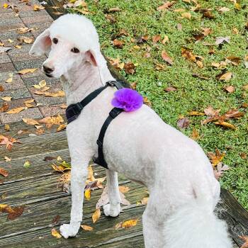 Rescue Standard Poodle Dogs for Adoption in High Point, North Carolina - Molly | PetCurious