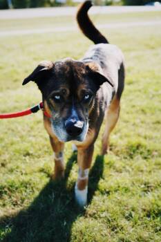 Rescue Shepherd and Husky Dogs for Adoption in Glenpool, Oklahoma - Malcolm | PetCurious