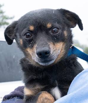 Chihuahua Dogs Available for Adoption in Albany, New York - Seven | PetCurious