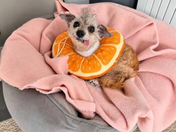 Creature -  Poodle Dog for Adoption in Oakland, California - Creature | PetCurious