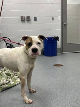 American Staffordshire Terrier Dogs Available for Adoption in Indianapolis, Indiana - BONNIE | PetCurious