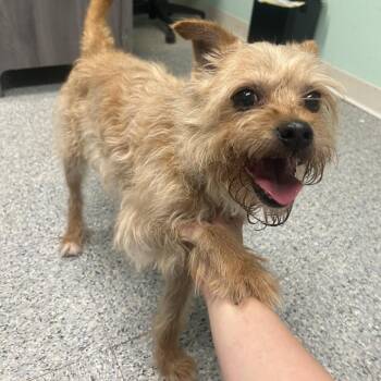 Jester -  Terrier Dog for Adoption in Greenville, Pennsylvania - Jester | PetCurious