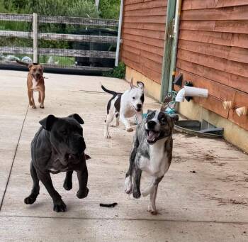 Novella -  Pit Bull Terrier Dog for Adoption in Germantown, Ohio - Novella | PetCurious