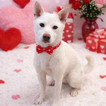 Shiba Inu Dogs Available for Adoption - Alani | PetCurious
