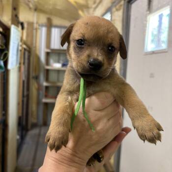 Forest -  Mixed Breed Dog for Adoption in Ruston, Louisiana - Forest | PetCurious
