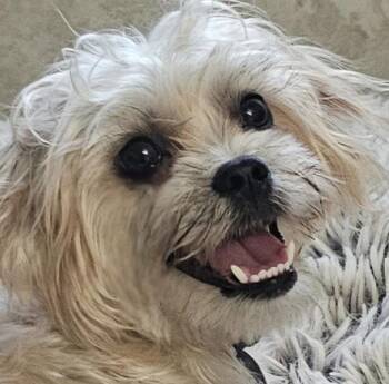 ROSIE -  Maltese and Yorkshire Terrier Dog for Adoption in Fenton, Michigan - ROSIE | PetCurious