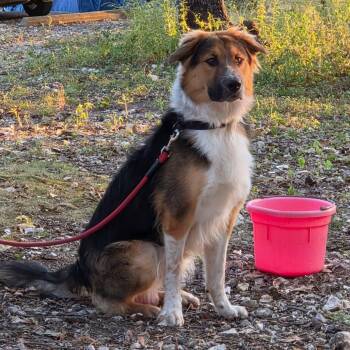 Max -  Australian Shepherd Dog for Adoption in Sedalia, Missouri - Max | PetCurious