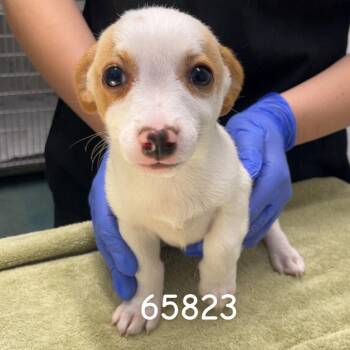 Dachshund Dogs Available for Adoption in Chico, California - DRAVEN | PetCurious