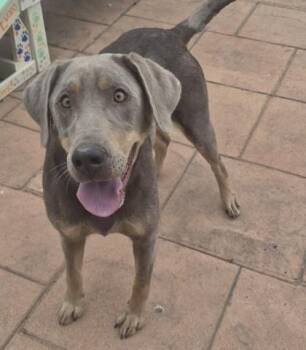 Retriever and Mixed Breed Dogs Available for Adoption in Shreveport, Louisiana - Sable | PetCurious