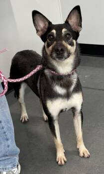 Vc17  Kira -  Shepherd Dog for Adoption in Lawrenceville, Georgia - Vc17  Kira | PetCurious