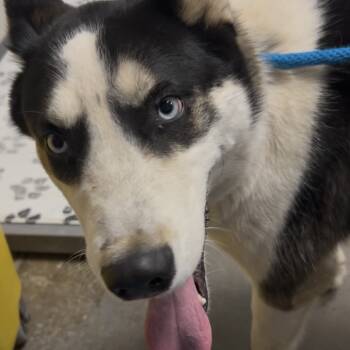 Rescue Husky Dogs for Adoption in Yuma, Arizona - Ricky | PetCurious