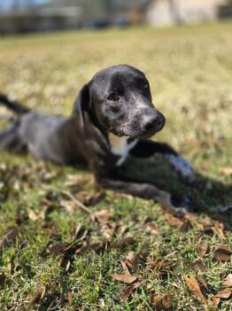 Rescue Labrador Retriever Dogs for Adoption in Silsbee, Texas - Tigger | PetCurious