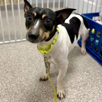 Jack Russell Terrier Dogs Available for Adoption in Fullerton, Pennsylvania - Kevin | PetCurious