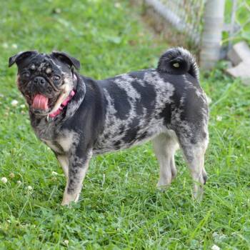 Midnight -  Pug Dog for Adoption in Camden, Delaware - Midnight | PetCurious