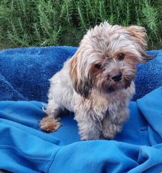 Yorkshire Terrier and Poodle Dogs Available for Adoption - Gizmo | PetCurious