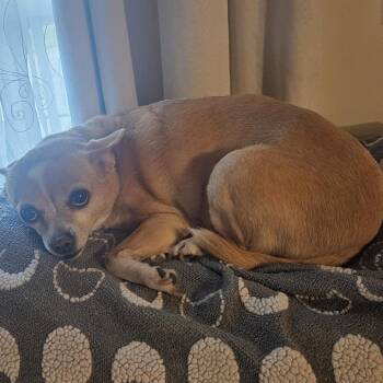 Penelope -  Chihuahua Dog for Adoption in Johnson City, Tennessee - Penelope | PetCurious