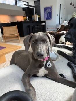 Tinker -  Weimaraner Dog for Adoption in Denver, Colorado - Tinker | PetCurious