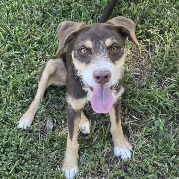 Rescue Patterdale Terrier Fell Terrier and Border Terrier Dogs for Adoption in New Orleans, Louisiana - Lorabelle | PetCurious