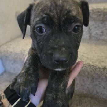 Rescue Dutch Shepherd and Mixed Breed Dogs for Adoption in Phoenix, Arizona - Pibble | PetCurious