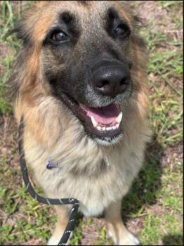 Worthy -  Shepherd and Mixed Breed Dog for Adoption in Fort Worth, Texas - Worthy | PetCurious