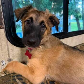 Pierre -  German Shepherd Dog and Chihuahua Dog for Adoption in Houston, Texas - Pierre | PetCurious