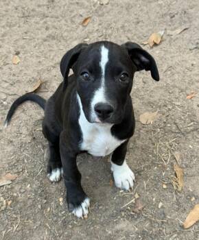 Stetson -  Mixed Breed Dog for Adoption in Northwood, New Hampshire - Stetson | PetCurious