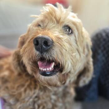 Golden Retriever and Poodle Dogs Available for Adoption in Cincinnati, Ohio - Heidi | PetCurious