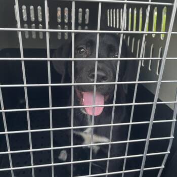 Kenslie -  Mixed Breed Dog for Adoption in Lake Jackson, Texas - Kenslie | PetCurious